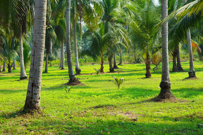 Trees and plants on field