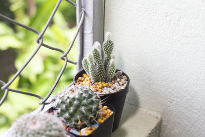Close-up of cactus growing on potted plant against wall