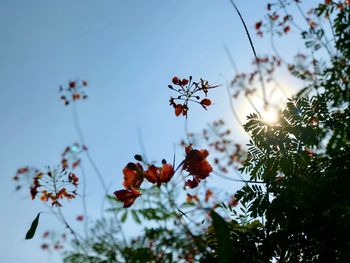 Low angle view of flowering plants against sky