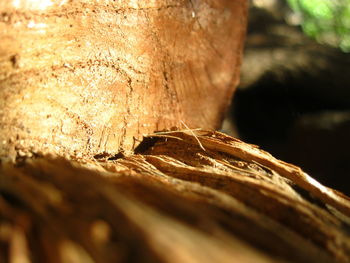 Close-up of leaves on tree trunk