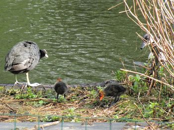 Ducks in a lake