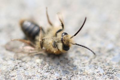 Close-up of honeybee on floor