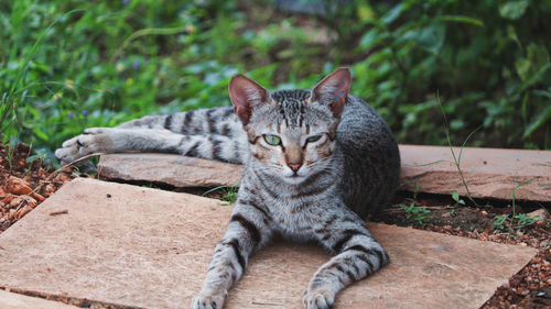 Close-up of cat sitting on retaining wall