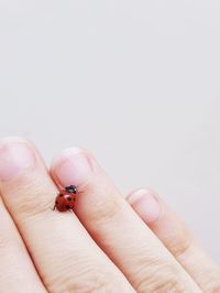 Close-up of a hand holding insect over white background