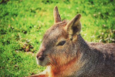 Close-up of mammal on field