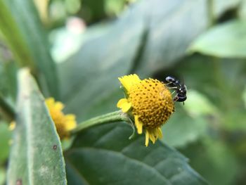 Close-up of insect on yellow flower