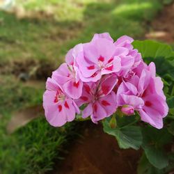 Close-up of pink flowers blooming outdoors