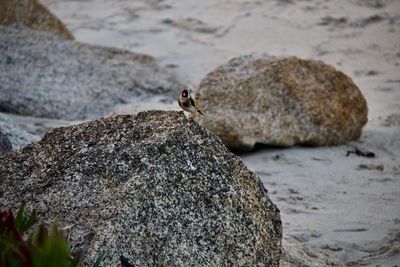 View of crab on rock