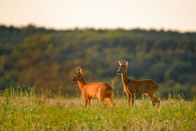 Deer on field against sky