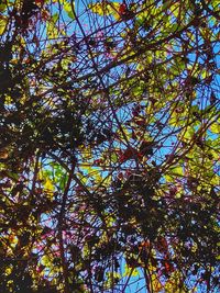 Low angle view of tree in forest