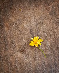 Close-up of yellow crocus flowers