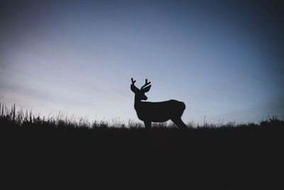 Silhouette deer standing on field against sky