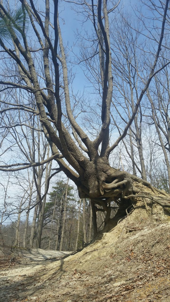 tree, bare tree, tree trunk, branch, tranquility, nature, landscape, tranquil scene, sky, scenics, beauty in nature, non-urban scene, day, field, dead plant, growth, outdoors, sunlight, no people, low angle view