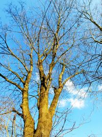 Low angle view of bare tree against blue sky