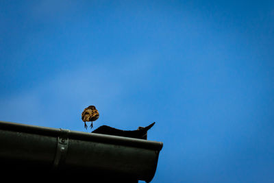 Low angle view of bird perching on roof against blue sky