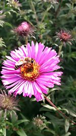 Close-up of honey bee on pink coneflower