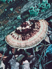 High angle view of mushroom growing on field