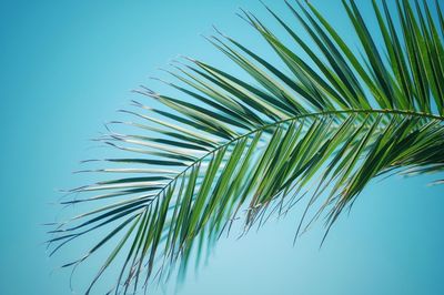 Low angle view of palm tree against blue sky