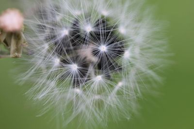 Close-up of dandelion against blurred background