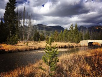 Scenic view of trees against sky