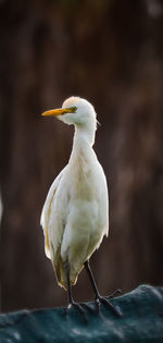 Close-up of egret