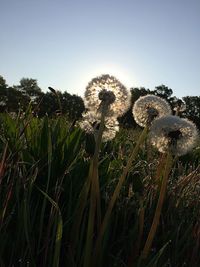 Plants growing on field against clear sky