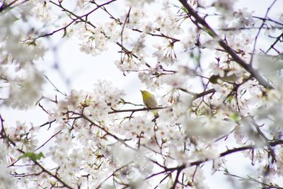 Low angle view of apple blossoms in spring