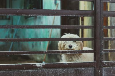 Close-up of dog behind fence