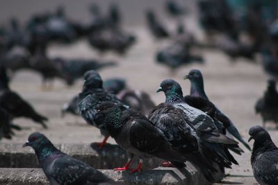 Close-up of pigeons perching