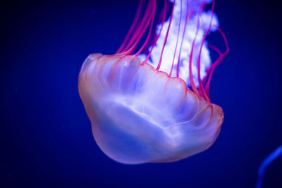 Close-up of jellyfish 