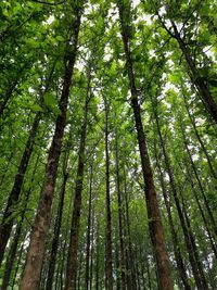 A line of teak trees in the morning makes for a beautiful sight