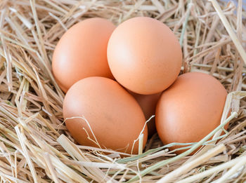 Close-up of eggs in nest