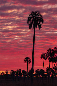 Low angle view of silhouette palm trees against romantic red sky
