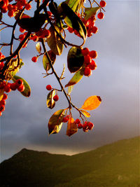 Close-up of orange tree against sky