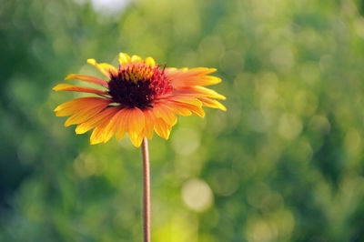 Close-up of yellow flower blooming outdoors