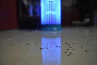 Dead mosquitoes on floor against bug zapper