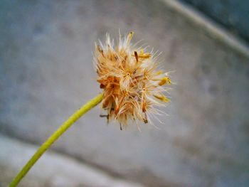 Close-up of flower against blurred background