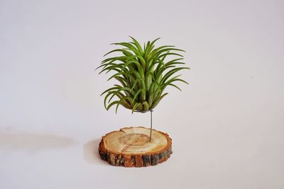 Close-up of fresh green plant against white background