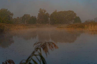 Scenic view of lake in forest against sky