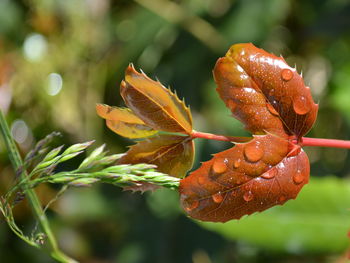 Close-up of wet leaves during autumn