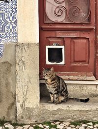 Cat sitting on a wall of a house