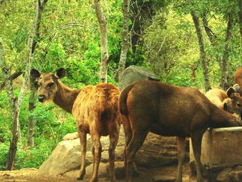 Cows standing on field in forest