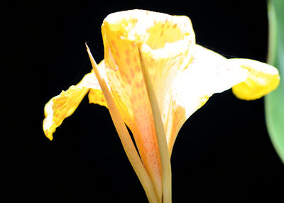 Close-up of day lily blooming against black background