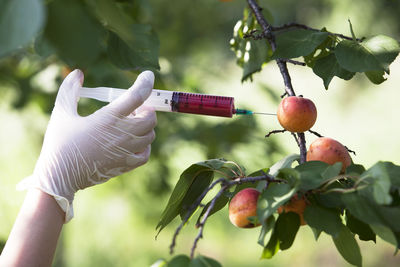 Close-up of hand injecting syringe in fruit hanging on tree