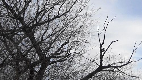 Low angle view of bare tree against sky