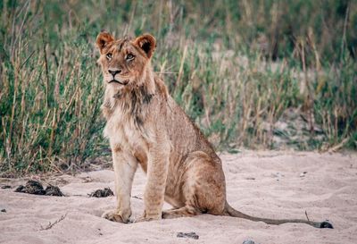 Lion standing in a field