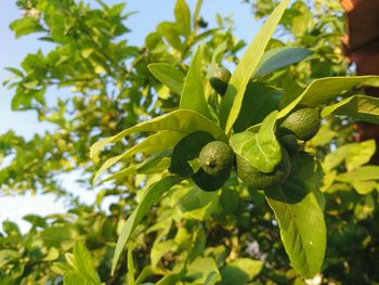 Close-up of berries growing on tree