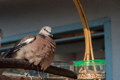 bird