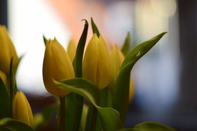 Close-up of yellow flowering plant