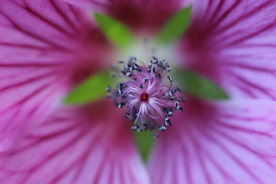 Close-up of purple flower blooming outdoors